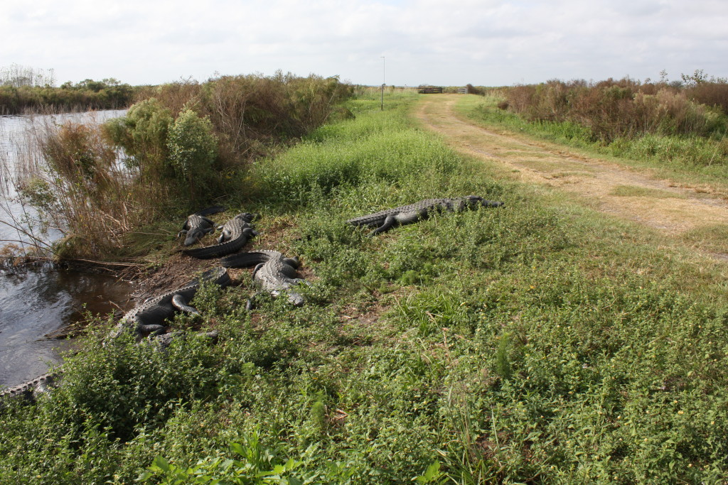 La Chua alligators 102612 T Persons