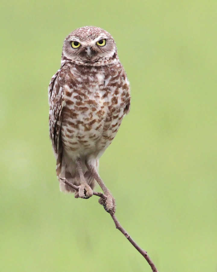 Burrowing Owl Watermelon Pond 060916 Michael Drummond
