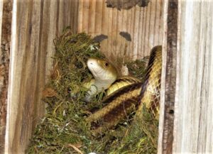 Kestrel Nest Box Program – ALACHUA AUDUBON SOCIETY